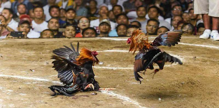 Những thế mạnh thu hút người chơi của đá gà Helo88